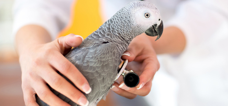 bird regular veterinary hospital in West Islip