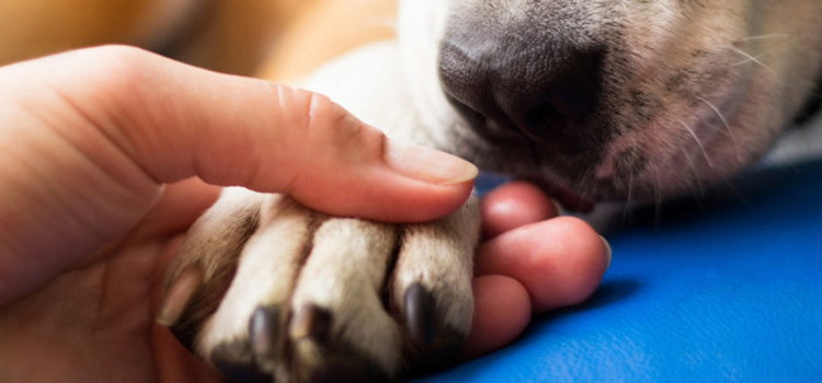 Dog Euthanasia Drugs in Linden