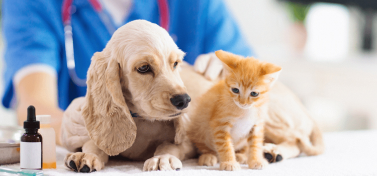 Lopatcong pet emergency infirmary
