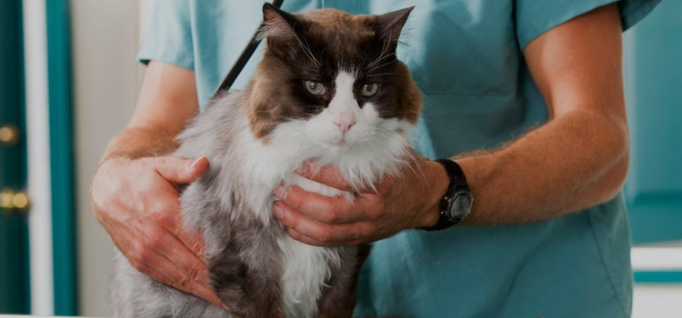 spay and neuter facilities in Centerport